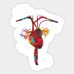 Heart anatomy Sticker